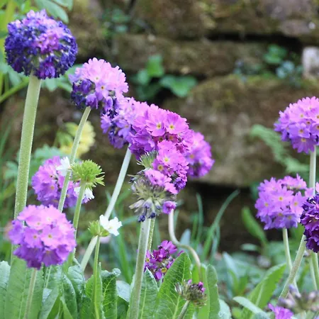 Wohlfuehloase Fuer Und Gartenliebhaber דירה